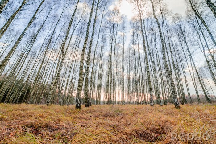 Bild Herbst-Birken