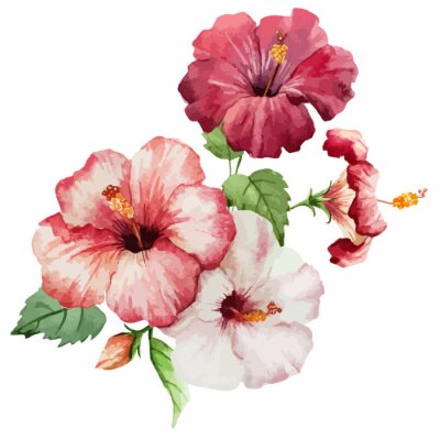 Hibiskusblüten