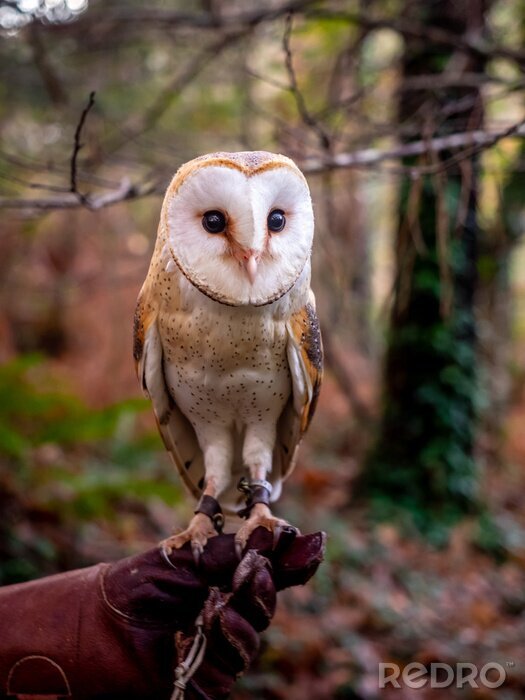 Bild Kleine Eule im Wald