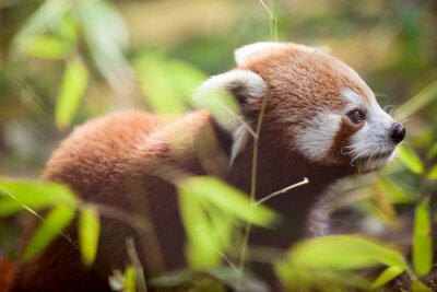 Bild Kleiner roter Panda und grün