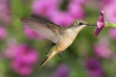 Bild Kolibri und violette Blumen