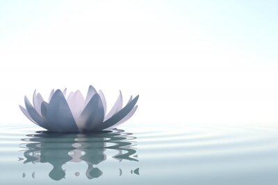 Lotus auf Wasser