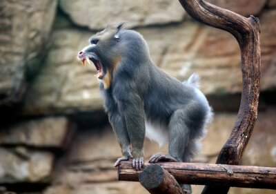 Bild Mächtiger Mandrill auf einem Baumast