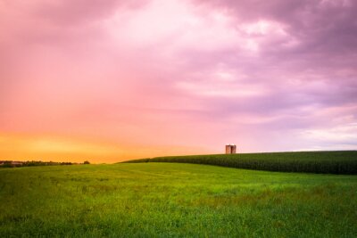 Bild Maisfeld in Lancaster