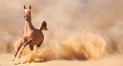 Majestätisches Tier im Sand