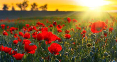 Mohneblumen bei Sonnenuntergang