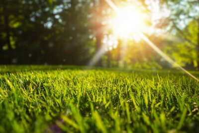 Bild Nahaufnahme auf Gras im Park