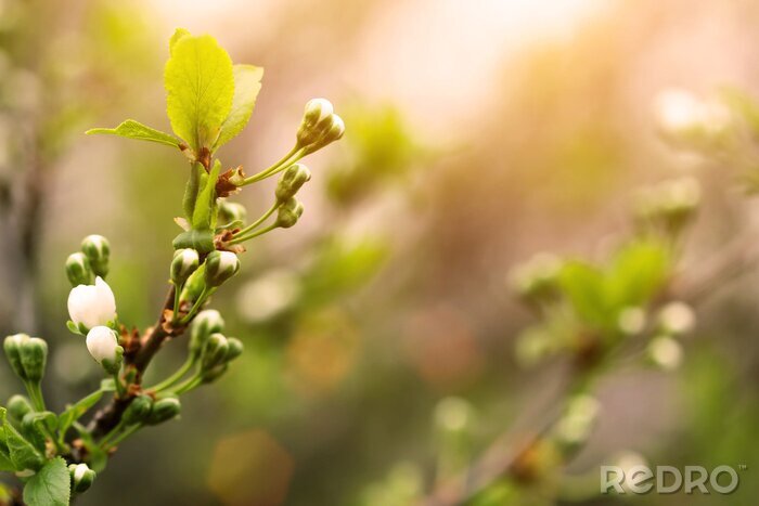 Bild Natur im Frühling