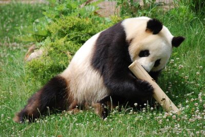 Bild Panda spielt mit Holz