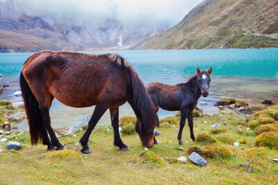 Bild Ponys am See