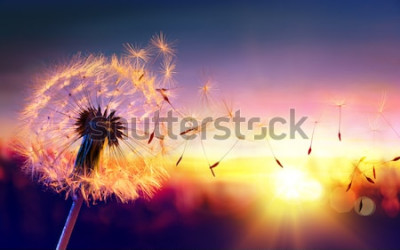 Bild Pusteblume bei Sonnenuntergang