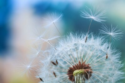 Bild Pusteblumensamen Fliegende