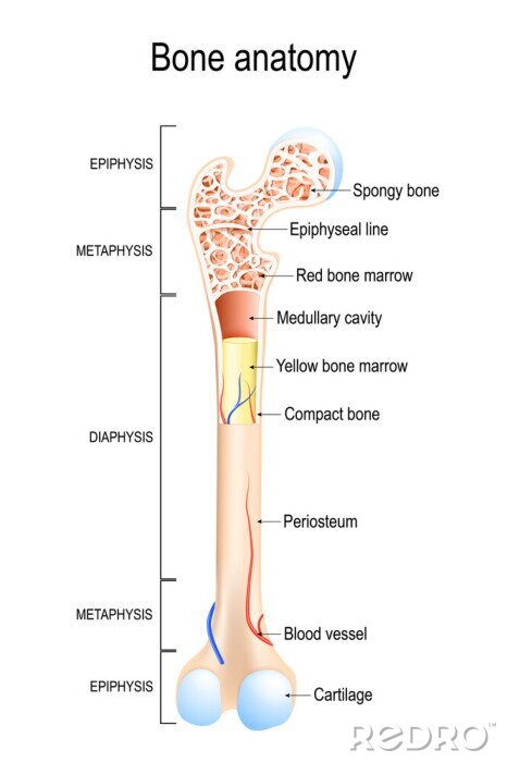 Bild Röhrenknochen Aufbau