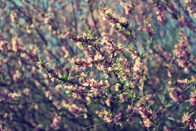 Rosa Blumen auf grauem Hintergrund