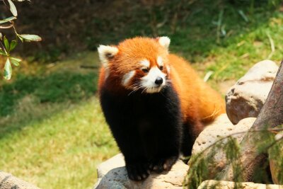 Bild Roter Panda auf dem Stein