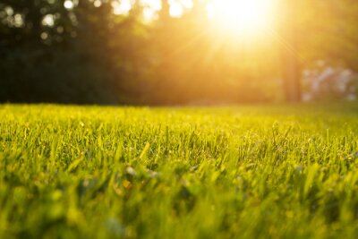 Bild Ruhiges Gras im Park