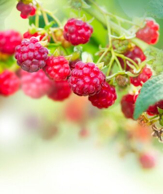 Bild Saftige Himbeeren auf Ast