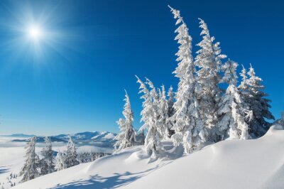 Bild Schneebedeckte Tannen