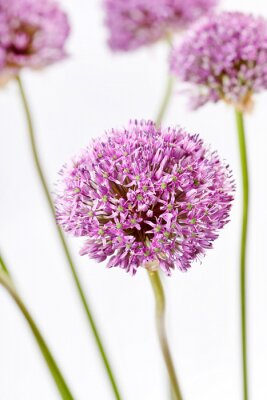 Schöne rosa Blumen