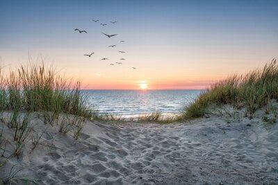 Bild Seemöwen-Küstenlandschaft