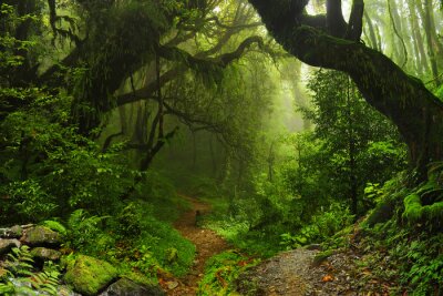 Selva Nepal