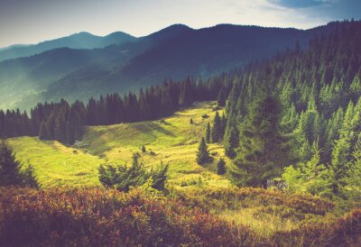 Bild Sommer im Bergwald