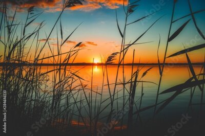 Bild Sonnenuntergang mitten im Schilf