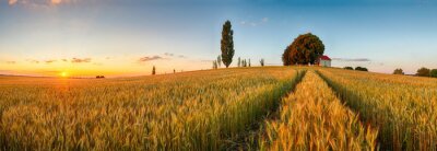 Sonniges Panorama mit Weizenfeld