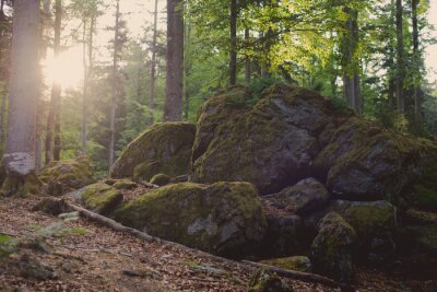 Bild Steine im Wald