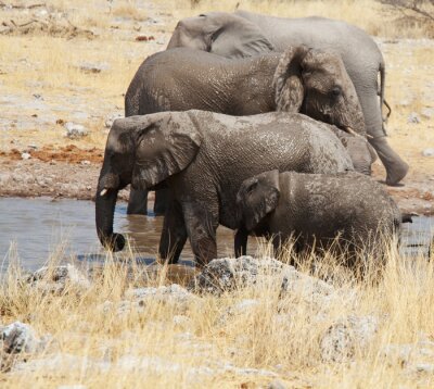 Bild Tiere Afrika