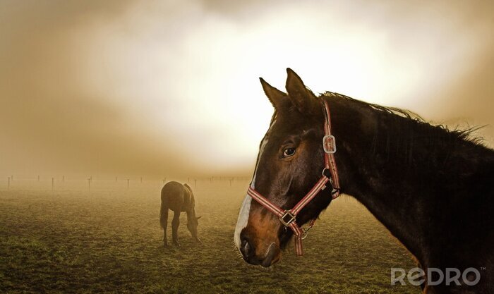 Bild Tiere im Nebel