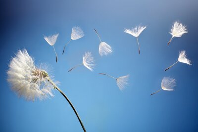 Bild Vom Wind geblasene Pusteblume