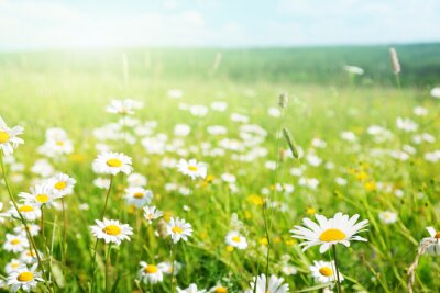 Wildes Feld mit Pflanzen und Gänseblümchen