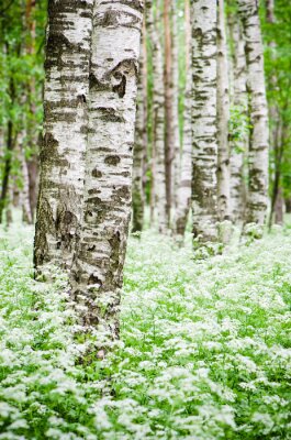 Fototapete Alte Birken und kleine weiße Blumen