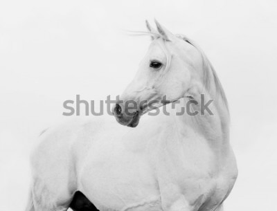 Fototapete arab horse in high key