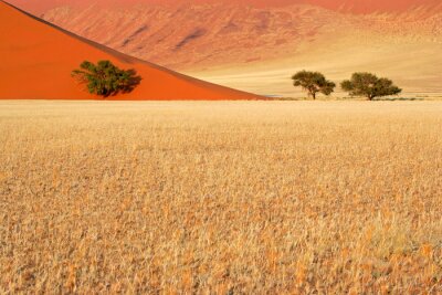 Bäume in Namibia