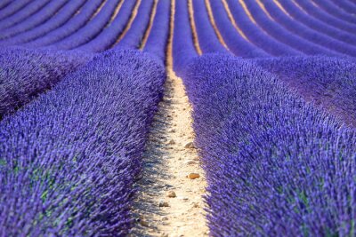 Fototapete Blühender Lavendel auf dem Feld