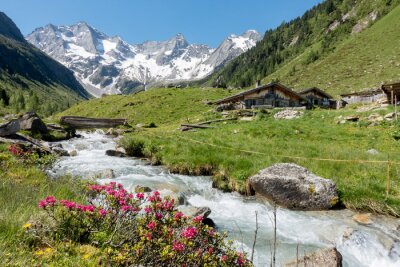 Fototapete Blumen und Bach in den Bergen