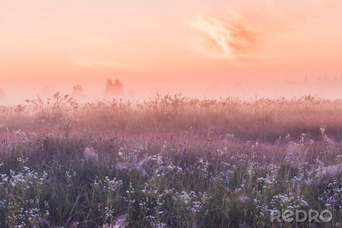 Fototapete Blumenwiese und rosa Himmel