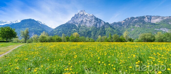 Fototapete Blumenwiese vor dem Hintergrund der Berge