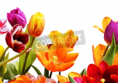 Fototapete Bunte Tulpen