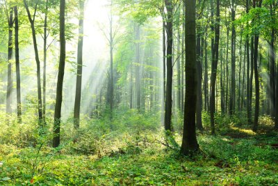 Fototapete Das Grün des Frühlingswaldes