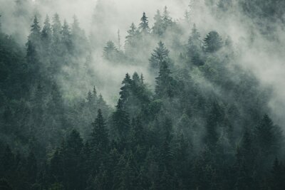 Fototapete Düstere waldlandschaft