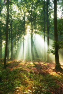 Frühling im Wald