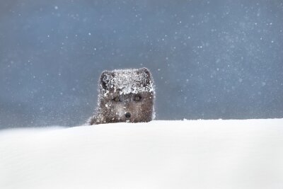 Fototapete Fuchs im Schnee-Portrait