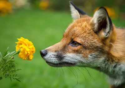 Fototapete Fuchs schnüffelt an Blumen