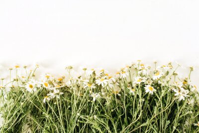 Fototapete Gänseblümchen im Retro-Stil