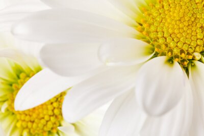 Fototapete Gänseblümchen in der Makroausgabe