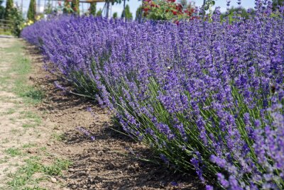 Fototapete Gartenlavendel