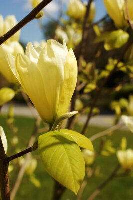 Fototapete Gelbe Magnolie in Nahaufnahme